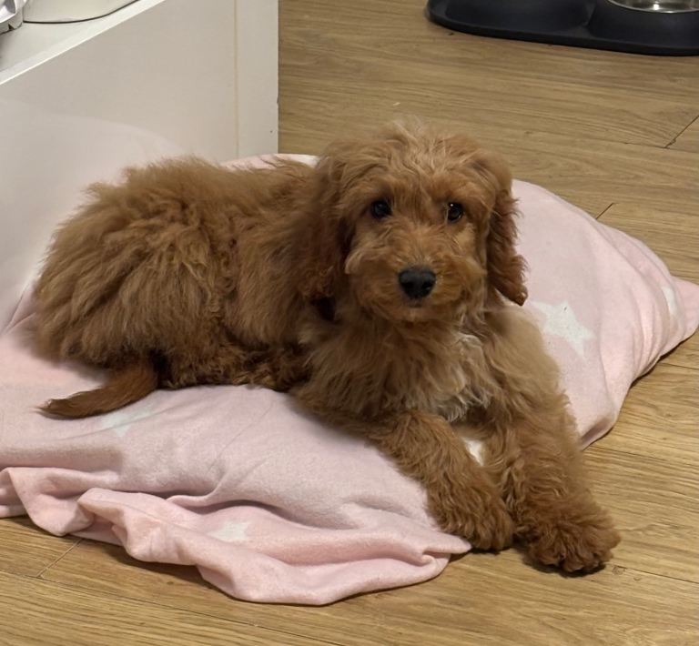 Cockapoo puppy 