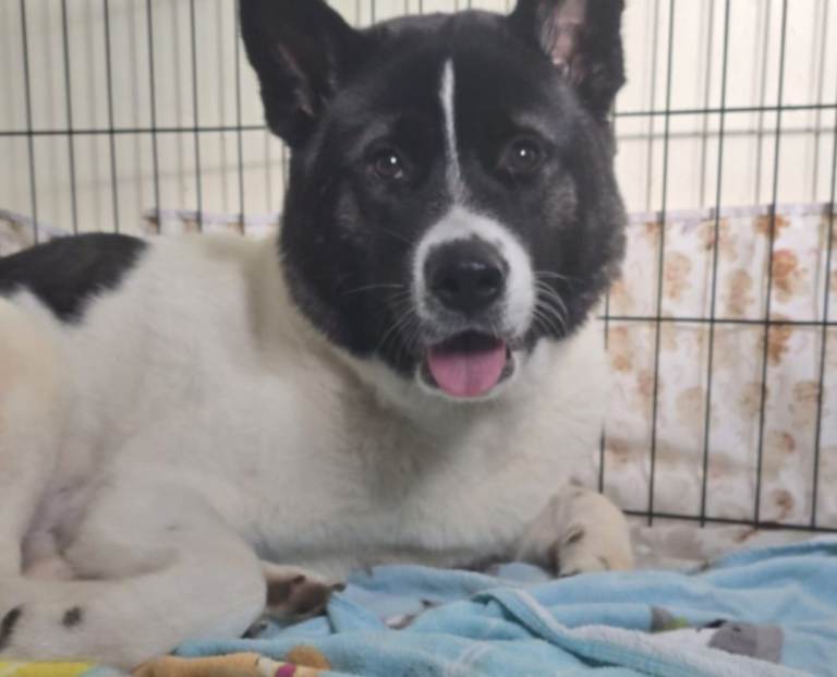 Female American Akita 