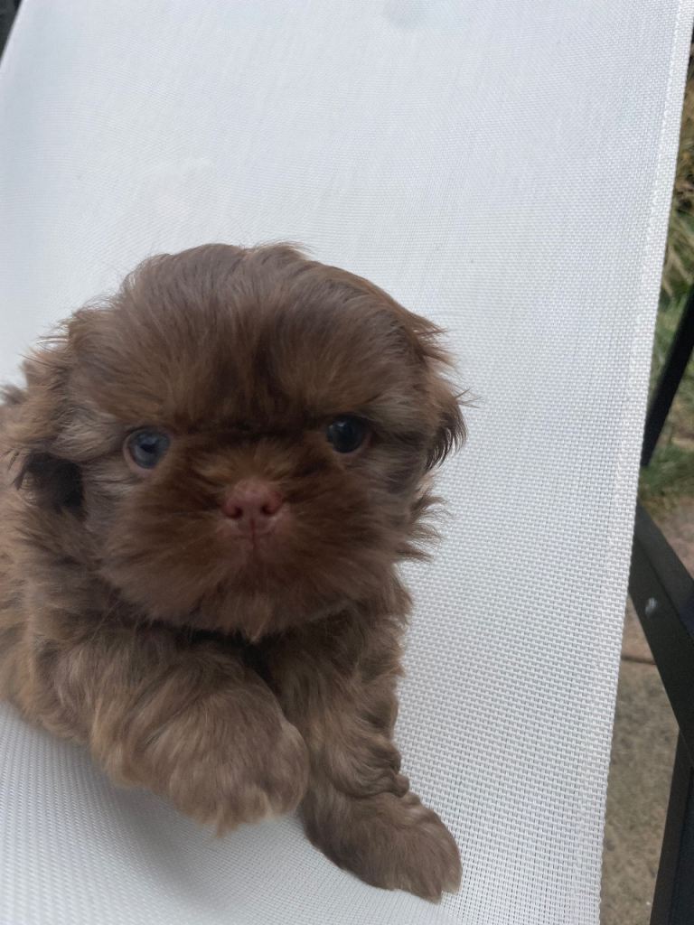 Chocolate Boy 🧸🐾 & Lavender blue Boy Available 