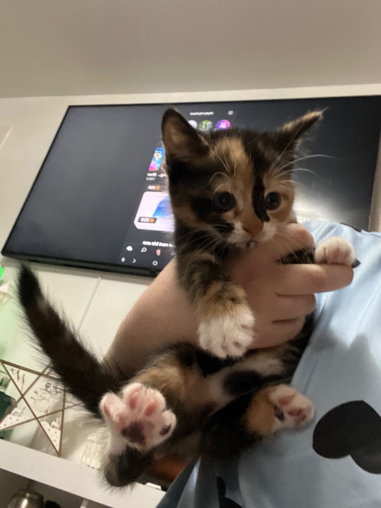 8 week old kittens **Gone pc**