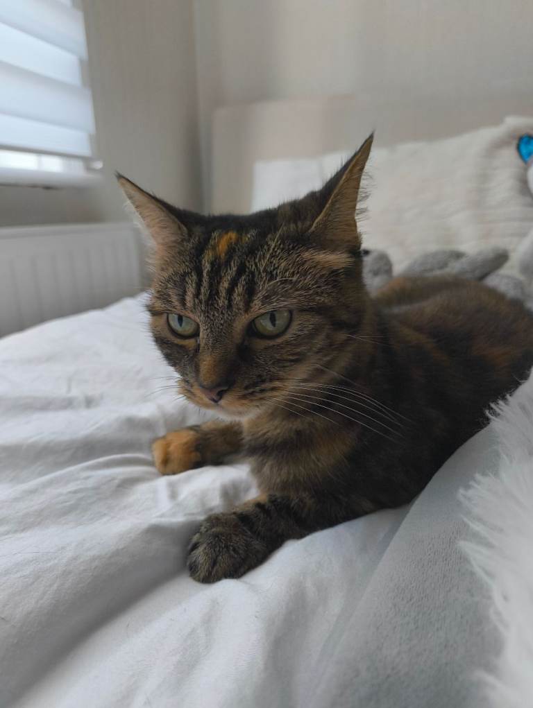 9 yo female cat calm and affectionate 