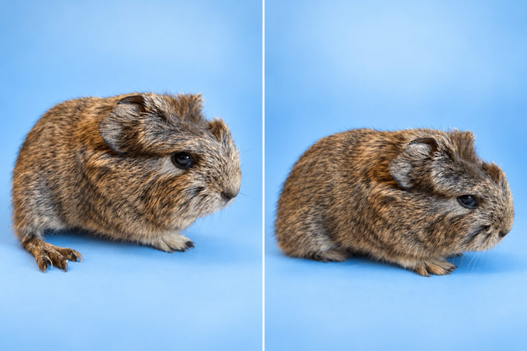 Male guinea pigs 