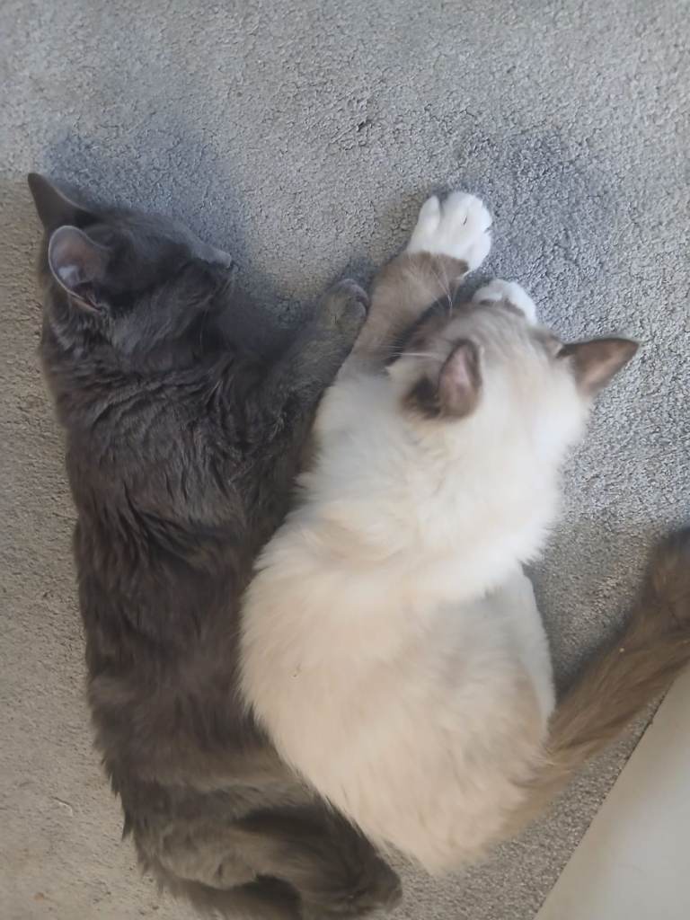 Ragdoll kittens