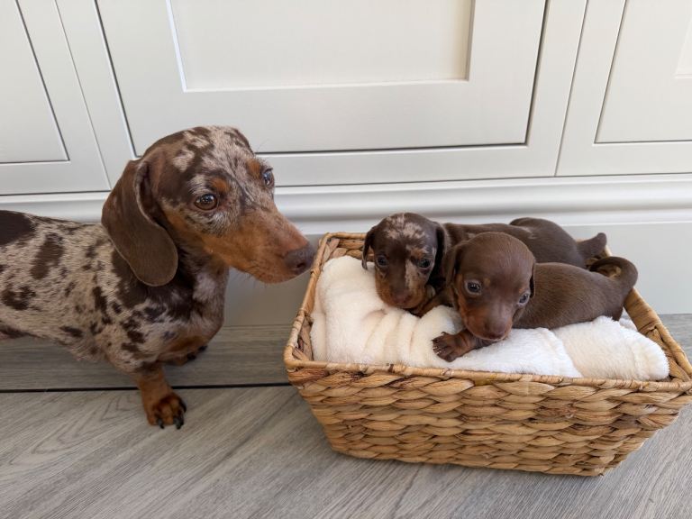 KC Registered Miniature Dachshund Puppies