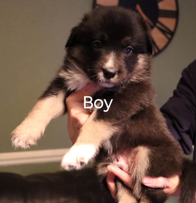 Border collie puppies 