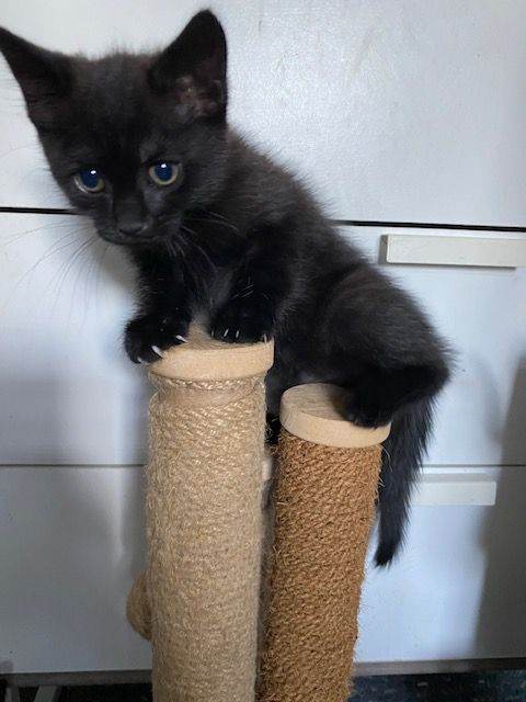 Black kittens for sale (ready now!)