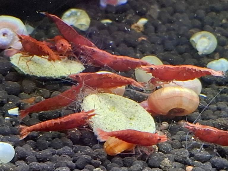 LIVE NEOCARIDINA CHERRY SHRIMP FOR AQUARIUM, FISH TANK, BOWL