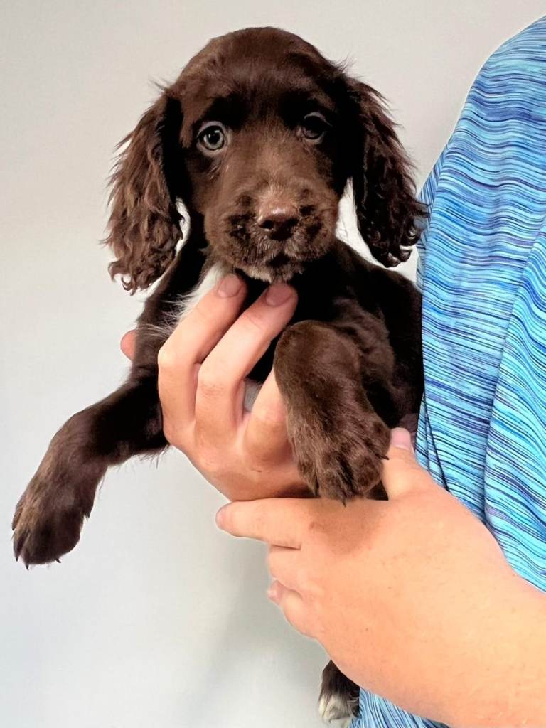 Cockerpoo puppies 