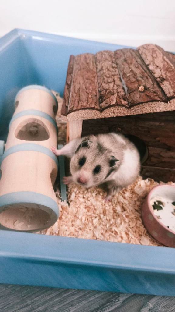 Syrian hamster looking for new home
