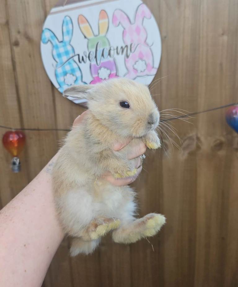 Baby bunnies (Ready to leave)