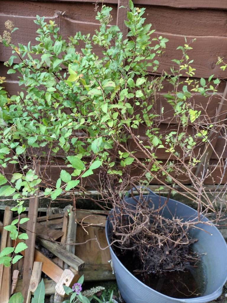 Spirea shrub - just dug from garden 