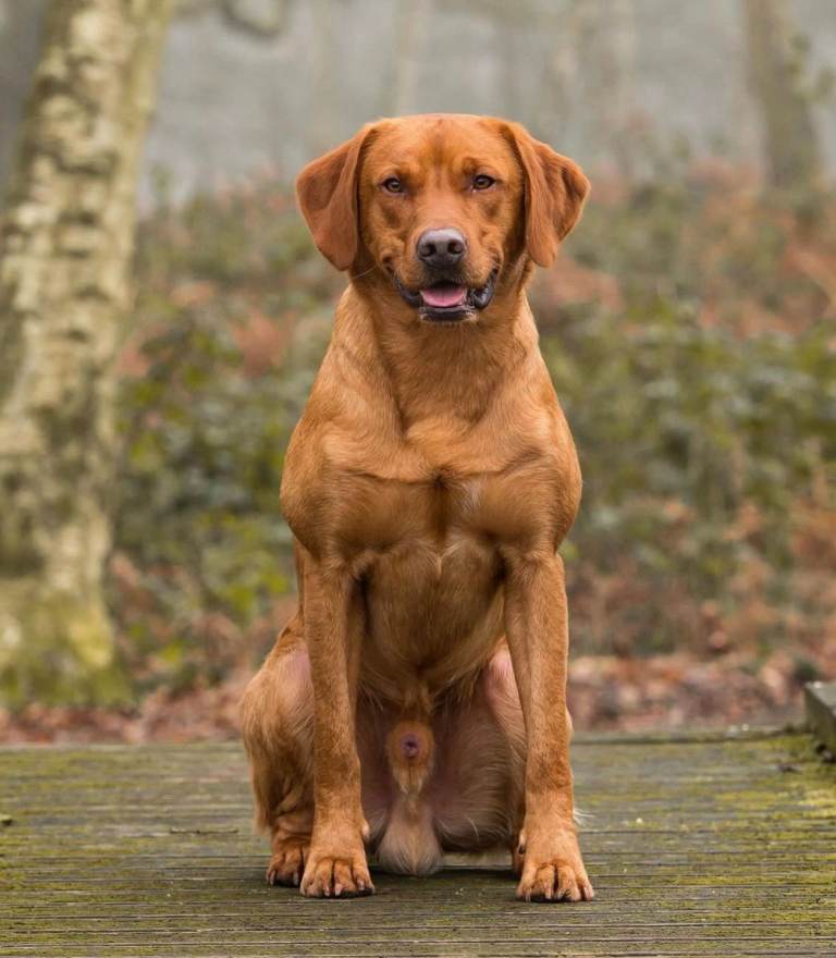 9 stunning Labrador puppies for sale 