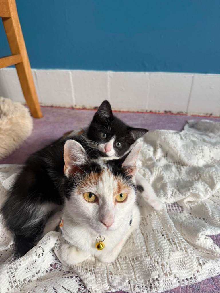 Black and white female kitten