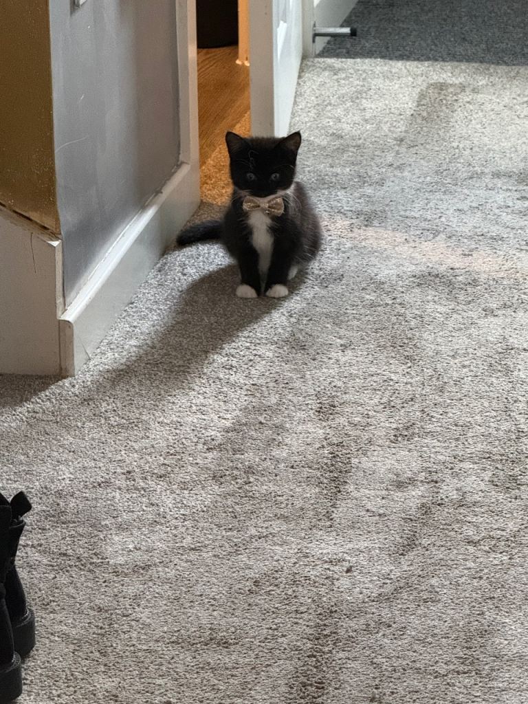 Kitten with all accessories