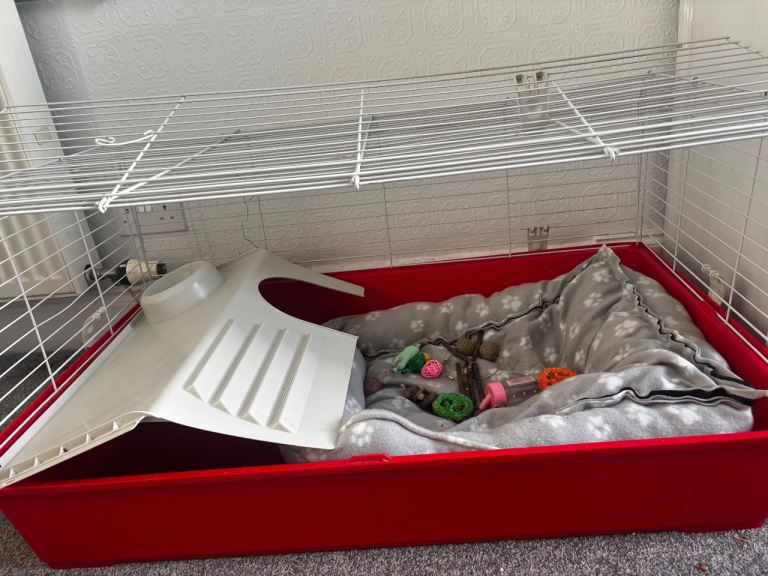 Guinea pig cage 