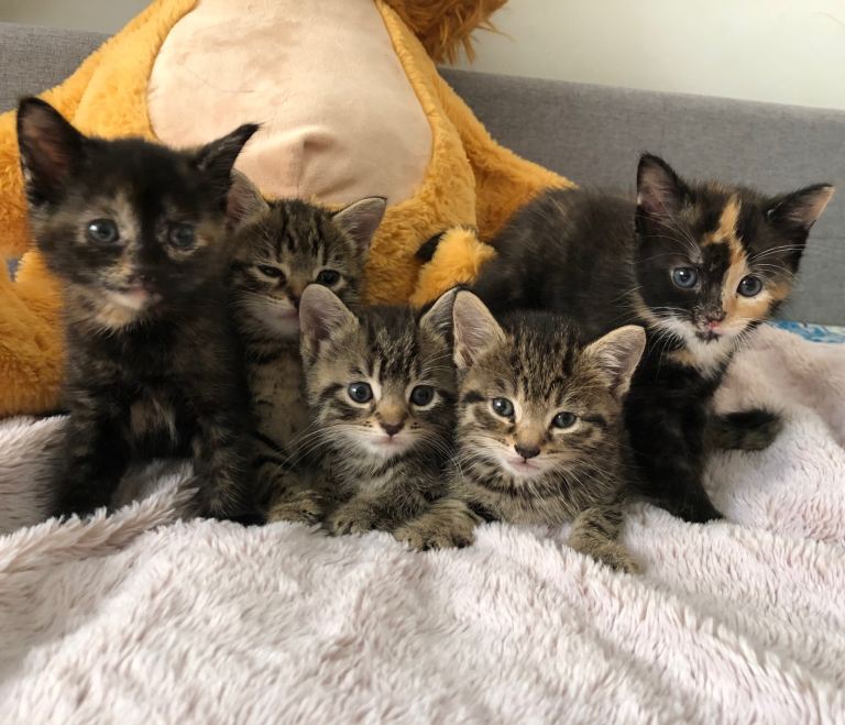 Adorable Kittens Ready for Their Forever Home