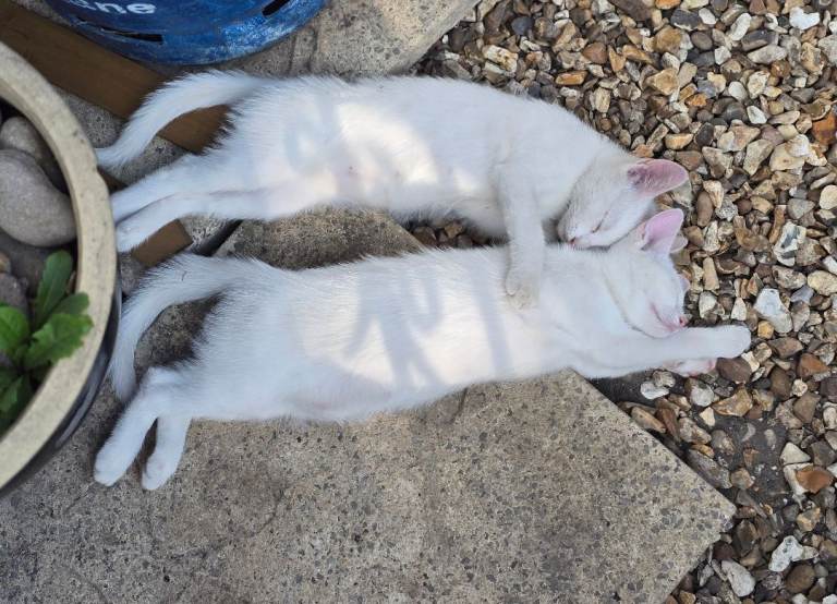 Kittens ready now