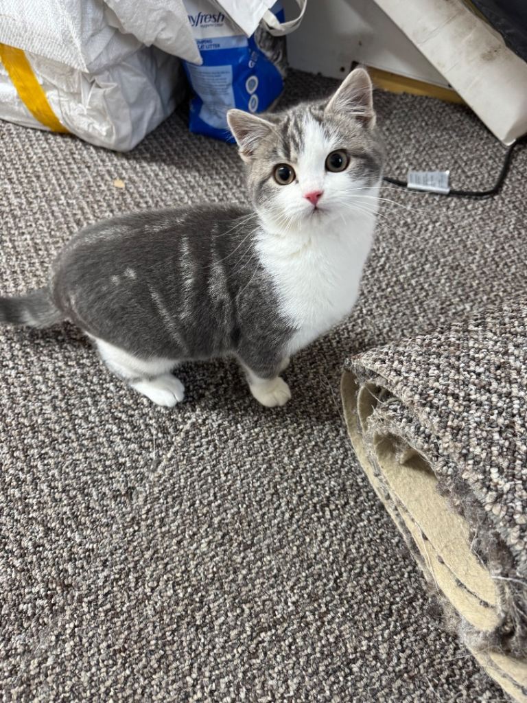 Beautiful little 4 month old Cat short hair Grey and white 