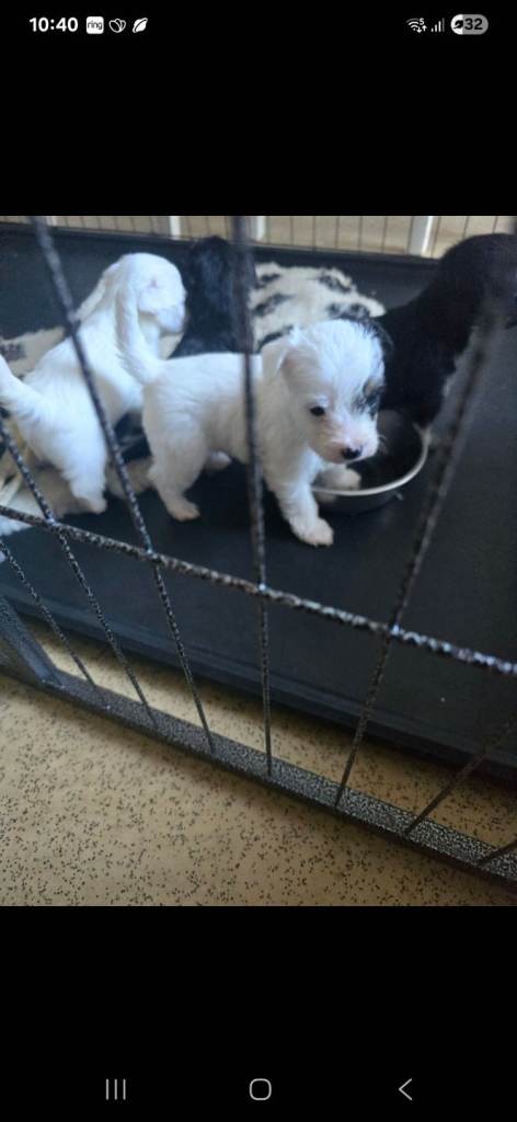 Beautiful Bichion frise x Yorkshire terrier puppies for sale