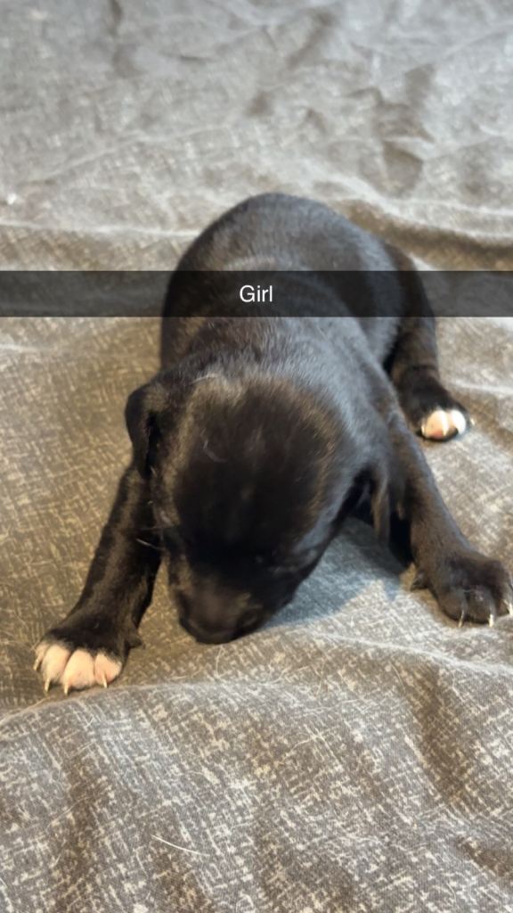 Jack Russell puppy 