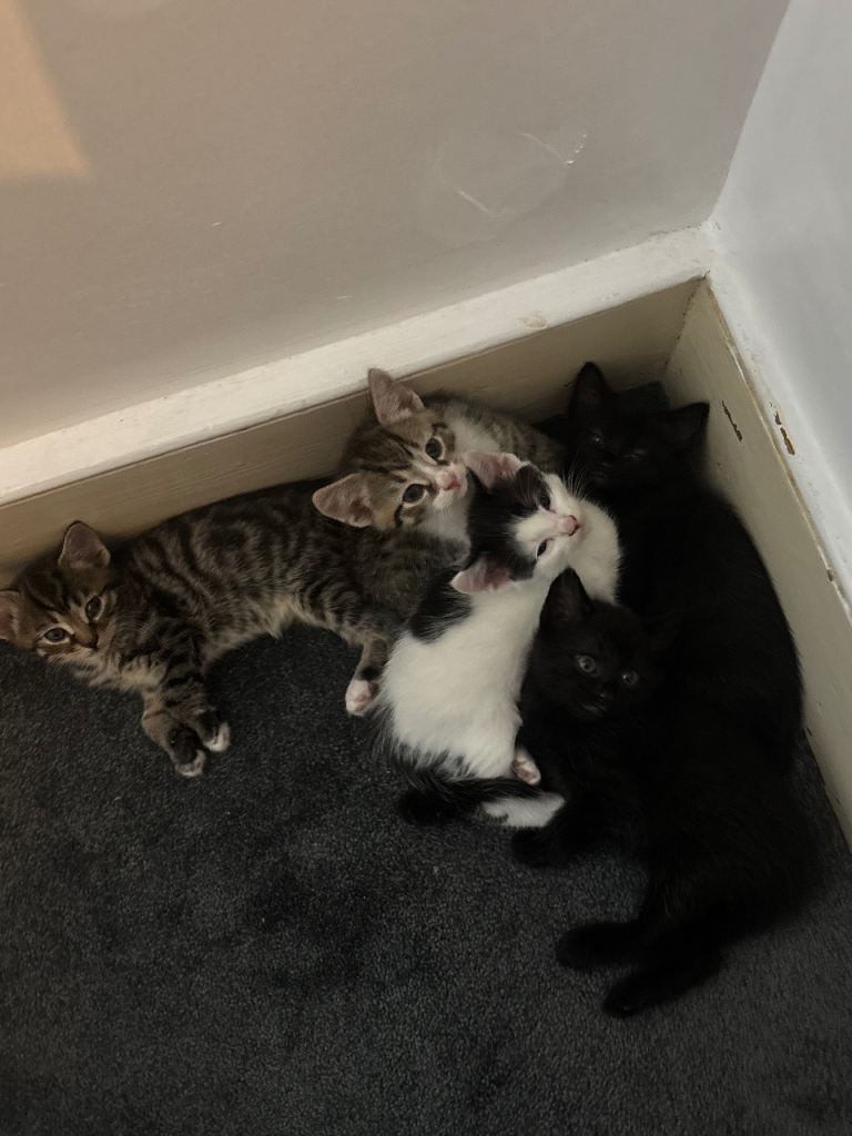 cutest kittens ever! ready to rehome!