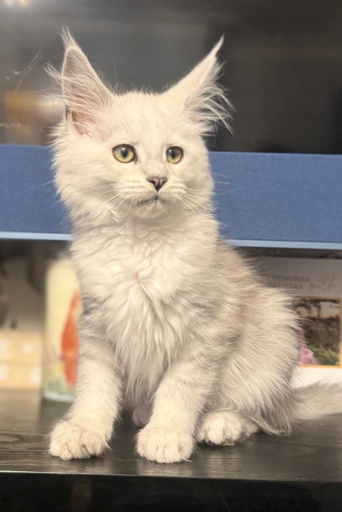 Stunning TICA/GCCF Blue Silver Shaded Registered MaineCoon Kittens 