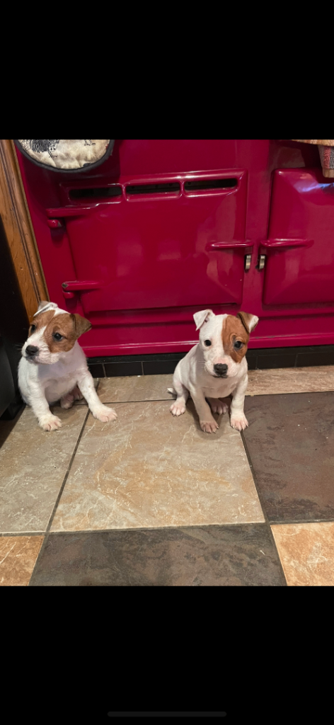 Jack Russel pups