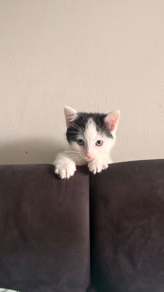 Boy Kitten 
