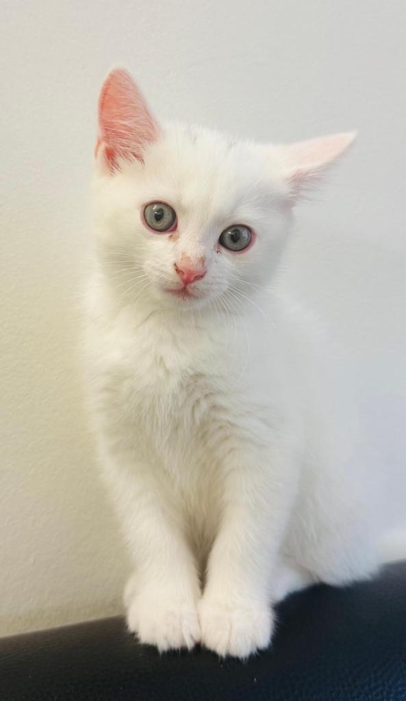 🐾 Tami – 13-week-old kitten looking for a loving home 🐾