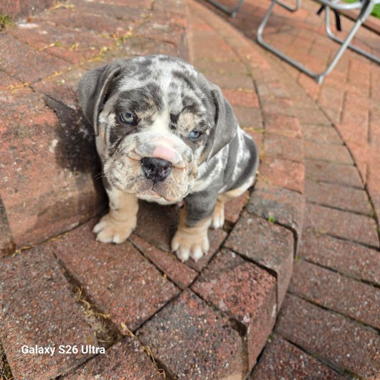 English bulldog puppy for sale