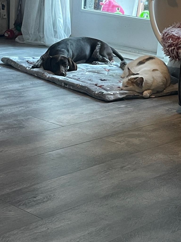 image for Dachshund/pointer mix