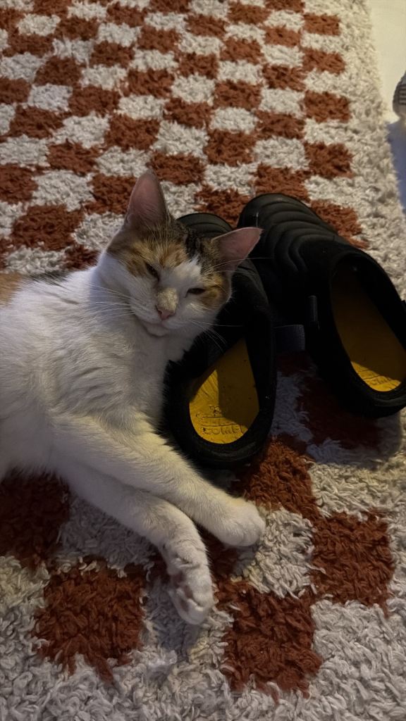 Cat to rehome 