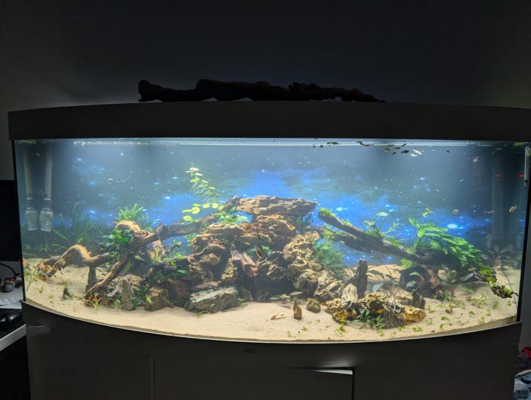Endlers & Neocaridina Shrimp – Mixed Colours, Fry & Males Available – Healthy Established Colony