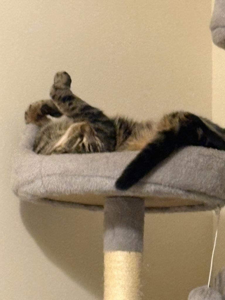 2 beautiful male cats Rambo and fudge brothers 14 months my world 