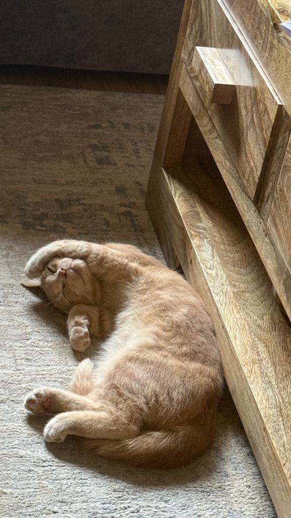 Beige BSH & Persan male kitten