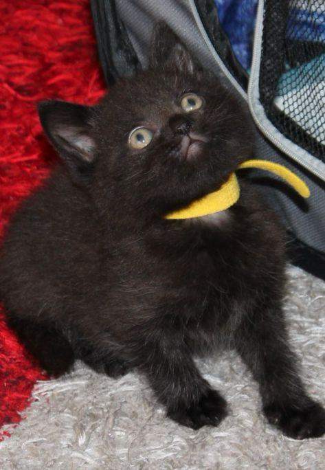 7 BRITISH SHORT HAIR KITTENS FOR SALE