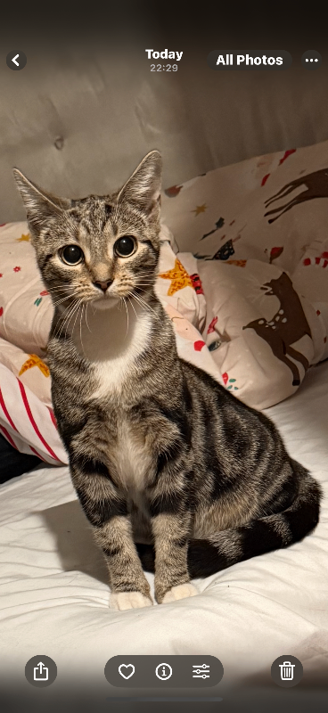 7-Month Female Bengal Mix – Playful, Friendly, Vaccinated & Litter Trained (£150)