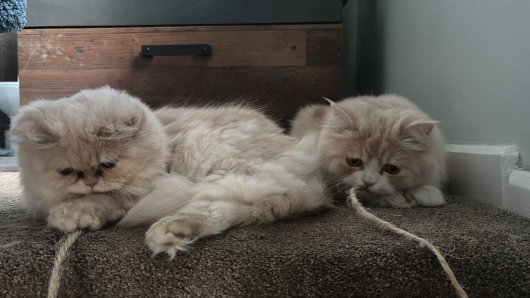 Two 1-year-old Persian cats