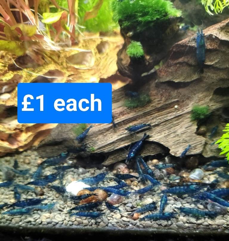Blue + red shrimp £1 Blue eyed lemon pleco young male approx 7/8 cm Costessey NR5 0PX 
