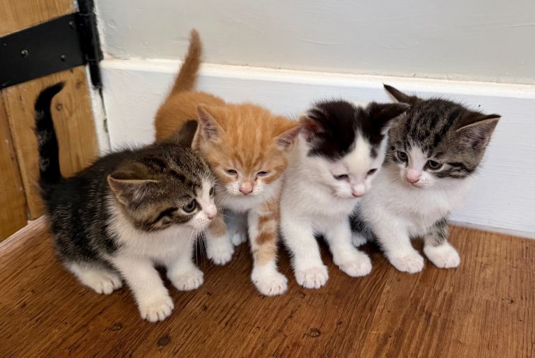 Kittens ready to go now