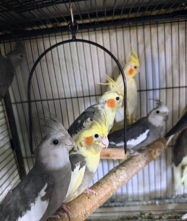 Cockatiels