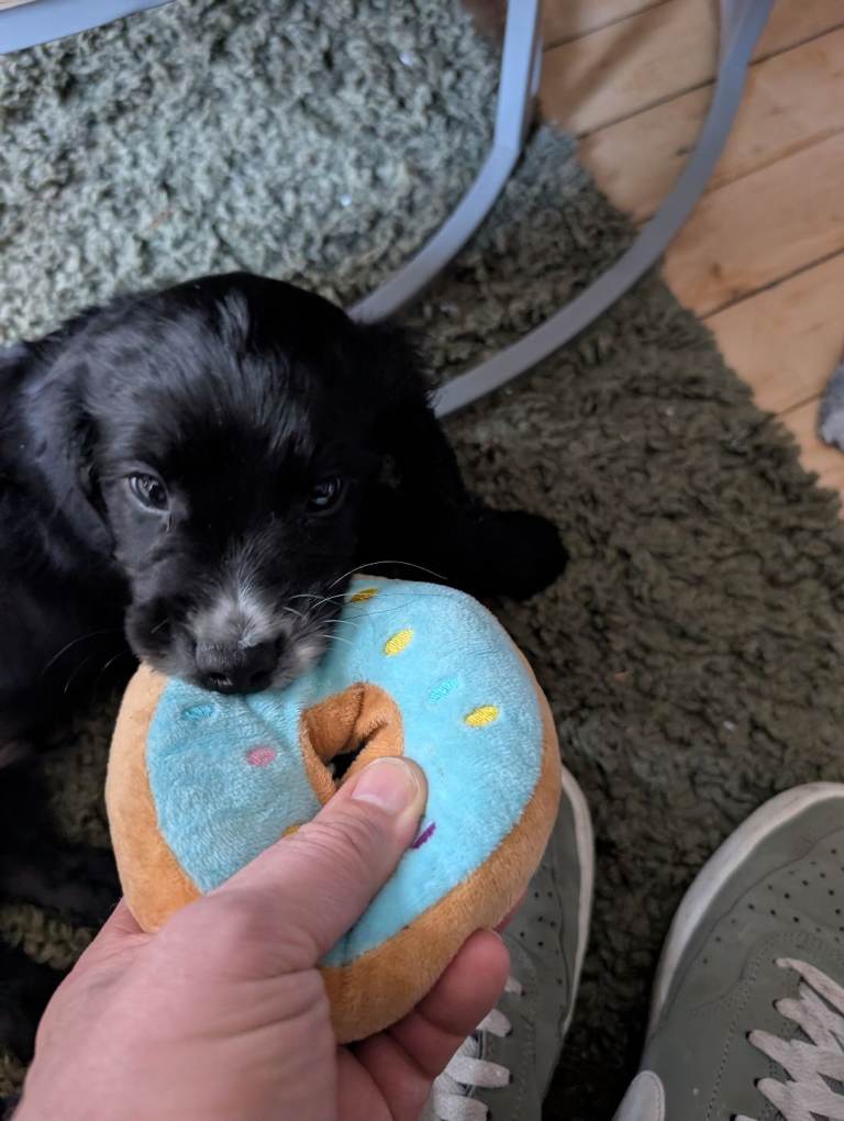 Cocker Spaniel (show)