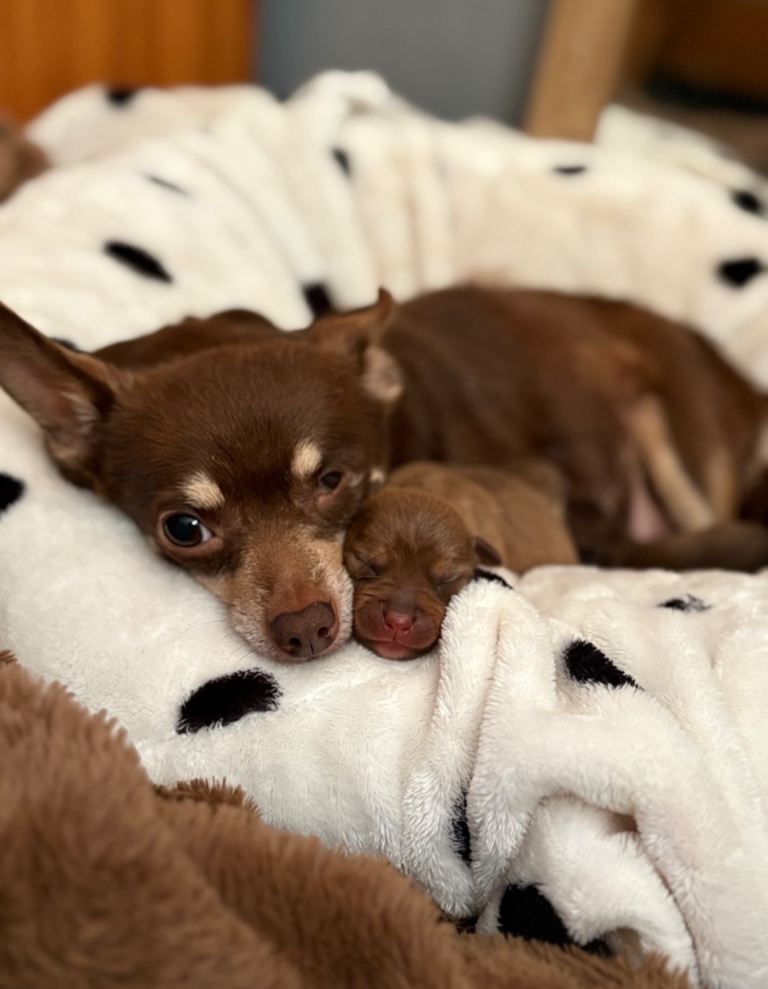 Chihuahua X patterdale