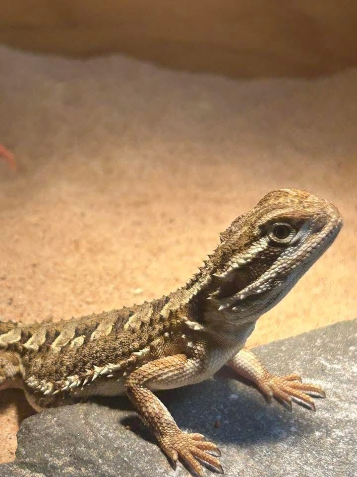 Rankins dragon, Viv, lamps, & all accessories 