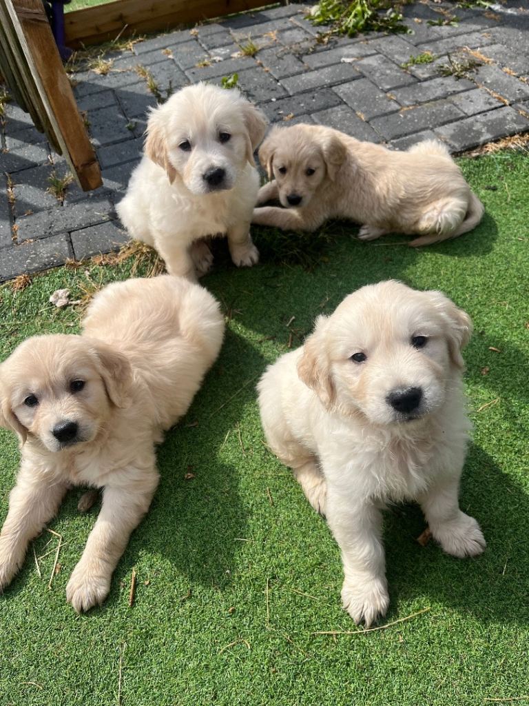 Gorgeous golden retriever puppies 🐶