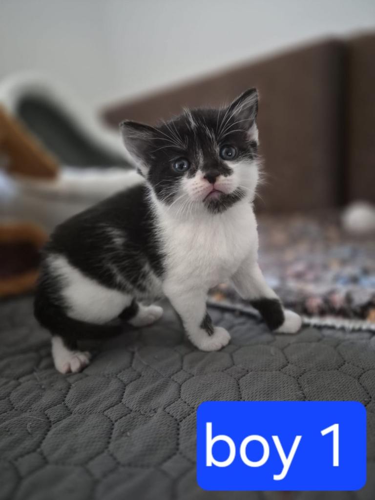 Beautiful kittens  looking for loving families!