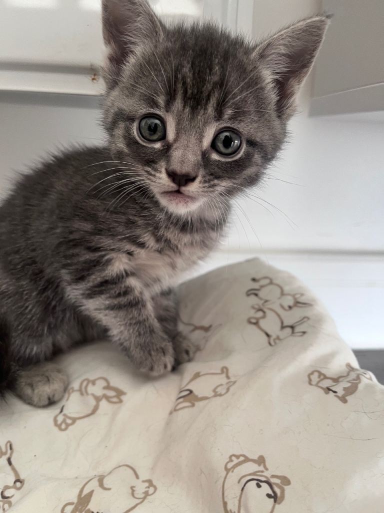 Three beautiful kittens for sale £100 each