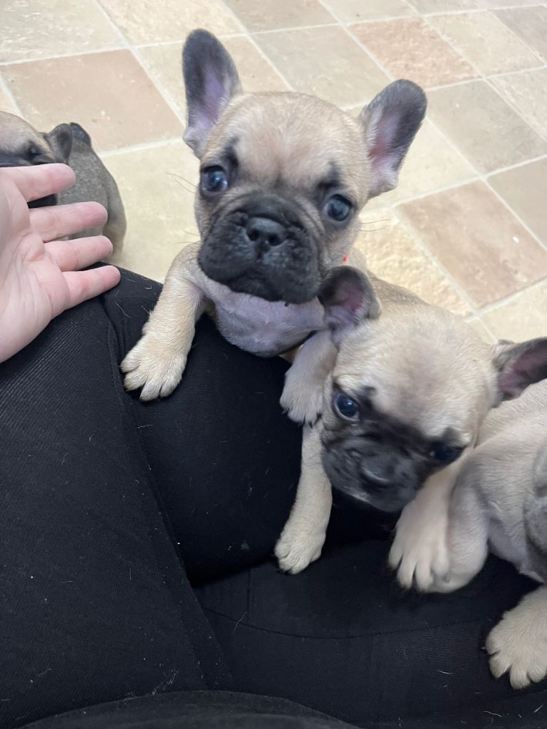 French bulldog puppies 