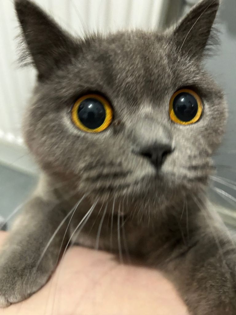 1 year old female British Shorthair  