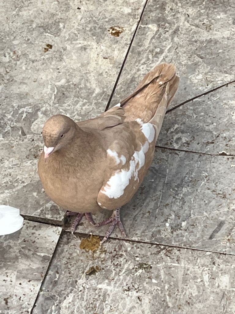 Top Afghan birds for sale 